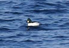 Männliche Schellente (Common Goldeneye, Bucephala clangula)