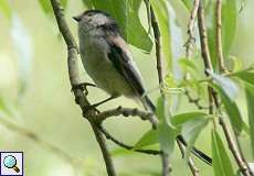 Schwanzmeise (Long-tailed Tit, Aegithalos caudatus)