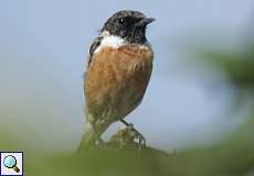 Männliches Schwarzkehlchen (European Stonechat, Saxicola rubicola)