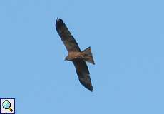 Schwarzmilan (Black Kite, Milvus migrans)