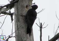 Schwarzspecht (Black Woodpecker, Dryocopus martius)