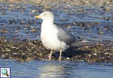 Silbermöwe im Schlichtkleid (Herring Gull, Larus argentatus)