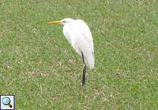 Silberreiher (Great Egret, Egretta alba)