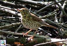 Singdrossel (Song Thrush, Turdus philomelos)