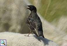 Star (Common Starling, Sturnus vulgaris), Altvogel