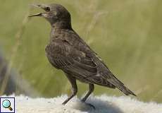 Star (Common Starling, Sturnus vulgaris), jugendlicher Vogel