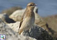 Weiblicher Steinschmätzer (Northern Wheatear, Oenanthe oenanthe)