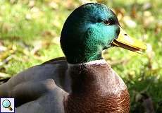 Männliche Stockente (Mallard, Anas platyrhynchos)