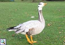 Streifengans (Bar-headed Goose, Anser indicus)