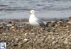 Sturmmöwe (Mew Gull, Larus canus)