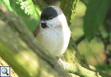 Sumpfmeise (Marsh Tit, Poecile palustris)