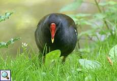 Teichhuhn (Common Moorhen, Gallinula chloropus)