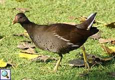 Teichhuhn (Common Moorhen, Gallinula chloropus)