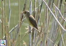Teichrohrsänger (Eurasian Reed Warbler, Acrocephalus scirpaceus)