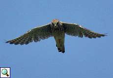 Turmfalke (Kestrel, Falco tinnunculus)