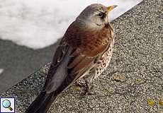 Wacholderdrossel (Fieldfare, Turdus pilaris)