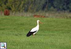 Weißstorch (White Stork, Ciconia ciconia)