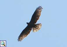 Wespenbussard (Honey Buzzard, Pernis apivorus)