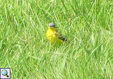 Wiesenschafstelze (Blue-headed Yellow Wagtail, Motacilla flava flava)