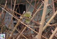 Wintergoldhähnchen (Goldcrest, Regulus regulus)