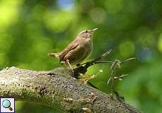 Zaunkönig (Eurasian Wren, Troglodytes troglodytes)