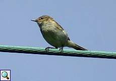 Zilpzalp (Chiffchaff, Phylloscopus collybita)