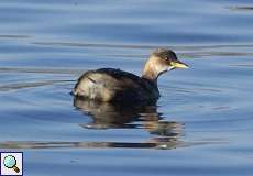 Zwergtaucher (Little Grebe, Tachybaptus ruficollis ruficollis)