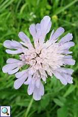 Acker-Witwenblume (Knautia arvensis) am Rheinufer Volmerswerth