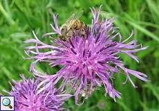 Westliche Honigbiene (Apis mellifera) auf einer Wiesen-Flockenblume (Centaurea jacea) am Rheinufer Volmerswerth