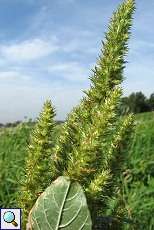 Amarant (Amaranthus sp.) am Rheinufer Volmerswerth