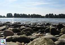 Mit dem Rhein auf Augenhöhe