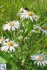 Aster (Aster sp.) am Rheinufer Volmerswerth