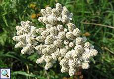 Sumpf-Schafgarbe (Achillea ptarmica, Züchtung) am Rheinufer Volmerswerth