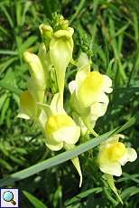 Gewöhnliches Leinkraut (Linaria vulgaris) am Rheinufer Volmerswerth