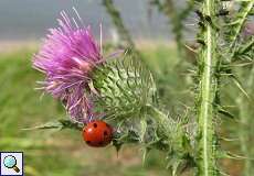 Siebenpunkt-Marienkäfer (Coccinella septempunctata) auf einer Distel am Rheinufer Volmerswerth