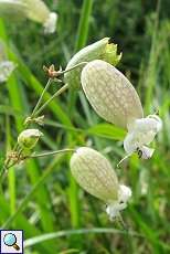 Taubenkropf-Lichtnelke (Silene vulgaris) am Rheinufer Volmerswerth