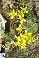 Wilde Sumpfkresse (Rorippa sylvestris) am Rheinufer Volmerswerth