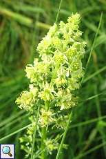 Gelber Wau (Reseda lutea) am Rheinufer Volmerswerth