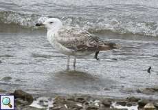 Silbermöwe, immat. (Larus argentatus) am Rheinufer Volmerswerth