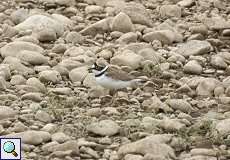 Flussregenpfeifer (Charadrius dubius) am Rheinufer Volmerswerth