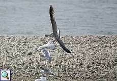 Jugendliche Mittelmeermöwe (Larus michahellis) im Flug am Rheinufer Volmerswerth