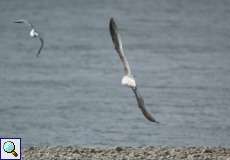 Möwen im Flug am Rheinufer Volmerswerth