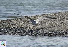 Jugendliche Mittelmeermöwe (Larus michahellis) am Rheinufer Volmerswerth