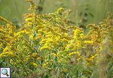 Kanadische Goldrute (Solidago canadensis) am Rheinufer Volmerswerth