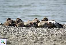 Junge Nilgänse (Alopochen aegyptiaca) am Rheinufer Volmerswerth