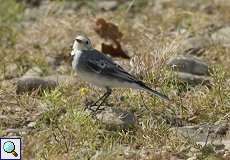 Bachstelze (Moctacilla alba) am Rheinufer Volmerswerth