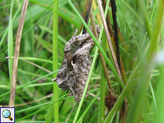 Gammaeule (Autographa gamma) am Red Kite Trail