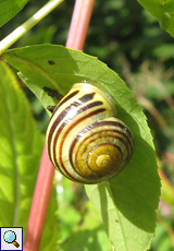 Garten-Bänderschnecke (Cepaea hortensis) am Red Kite Trail