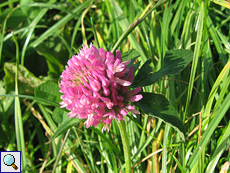 Wiesen-Klee (Trifolium pratense) am Red Kite Trail