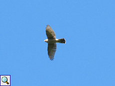Turmfalke (Falco tinnunculus) am Red Kite Trail